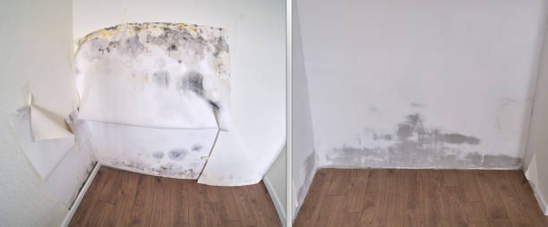 Best Mold Removal Company Near Me  in Sudden Valley, WA